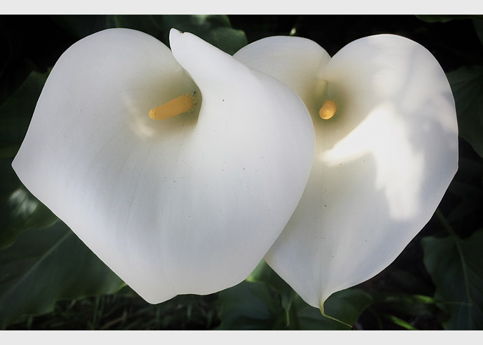 Calla Lilies - San Carlos, CA